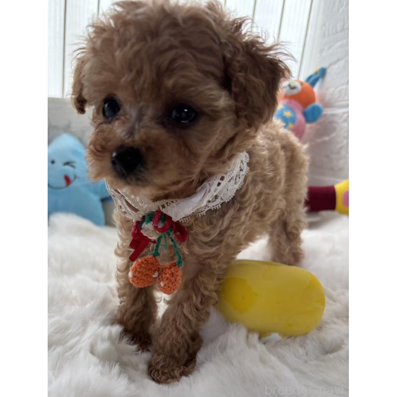 販売中の香川県のタイニープードル-424920の5枚目