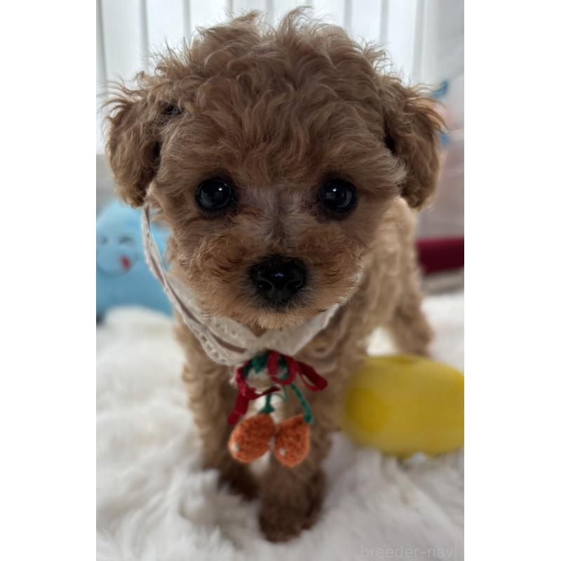 販売中の香川県のタイニープードル-424920の4枚目