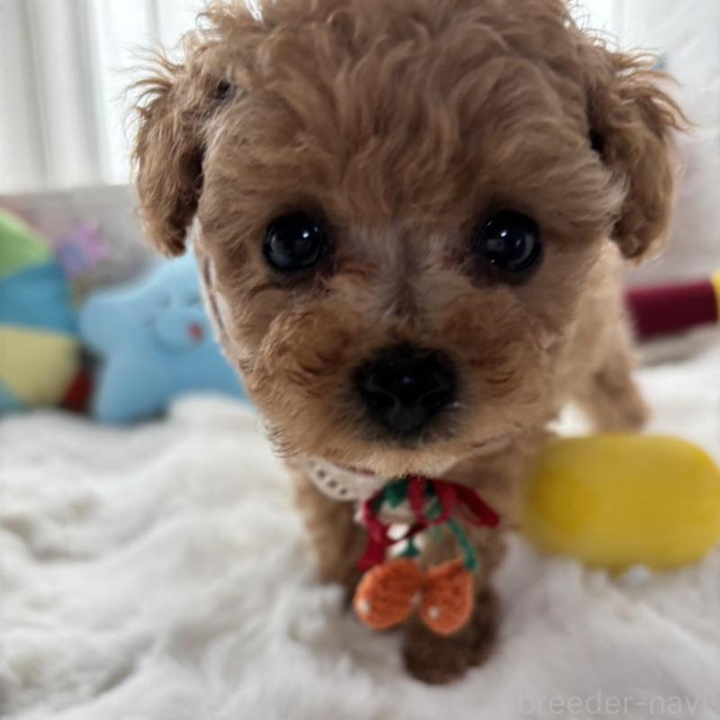 販売中の香川県のタイニープードル-424920の3枚目