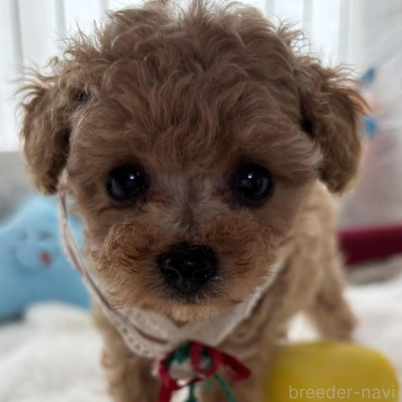 販売中の香川県のタイニープードル-424920の1枚目