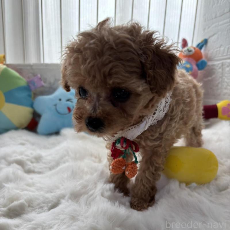 販売中の香川県のタイニープードル-424920の2枚目