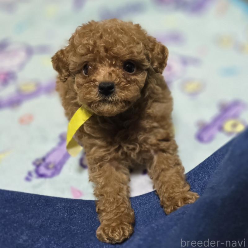 販売中の岡山県のトイプードル-419707