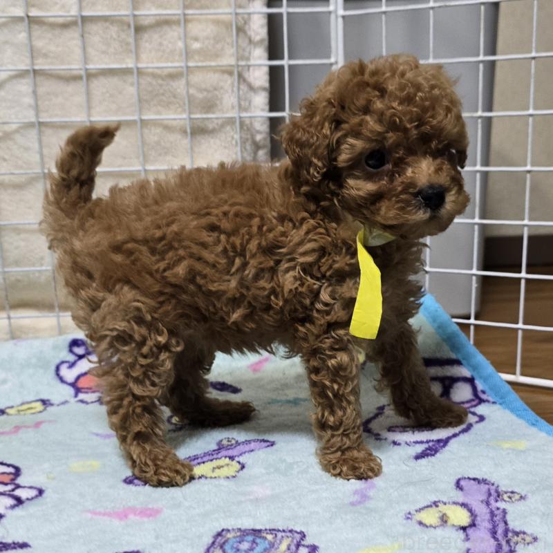 販売中の岡山県のトイプードル-419707の7枚目