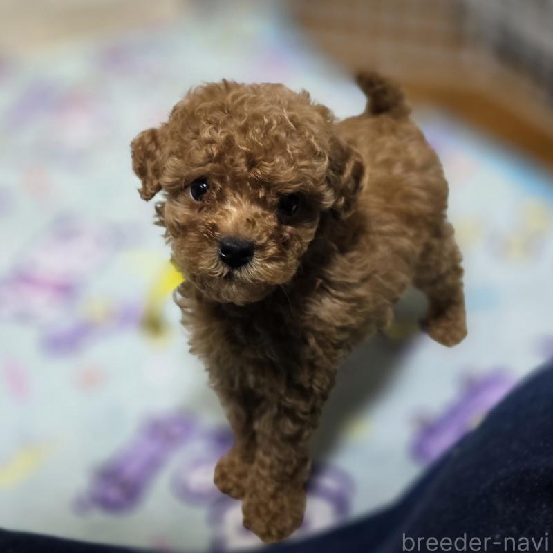 販売中の岡山県のトイプードル-419707の6枚目