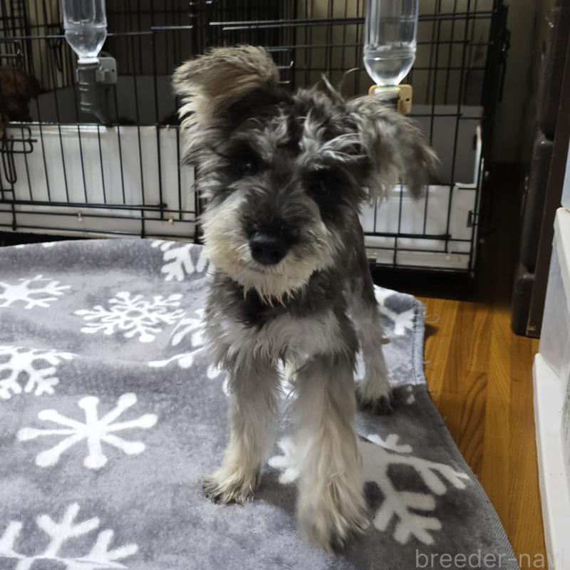 販売中の岡山県のミニチュアシュナウザー-393949