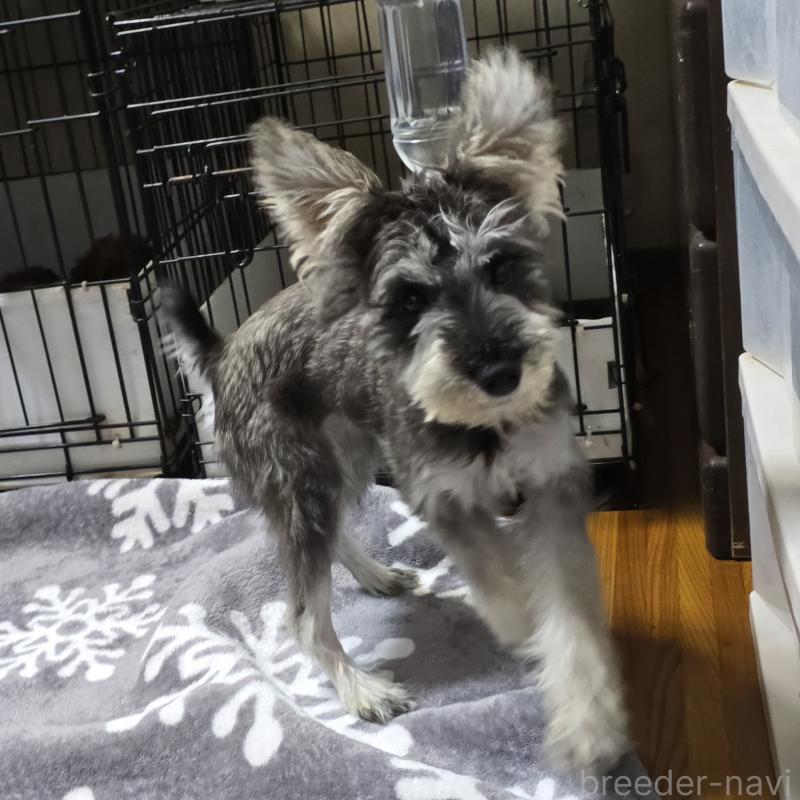 販売中の岡山県のミニチュアシュナウザー-393949の3枚目