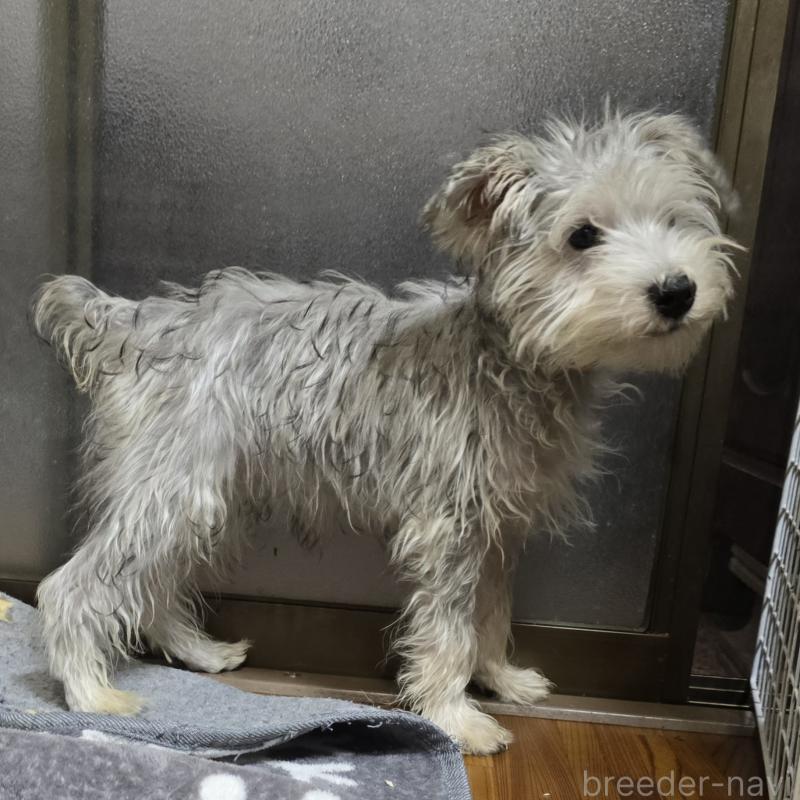 販売中の岡山県のミニチュアシュナウザー-394060の1枚目