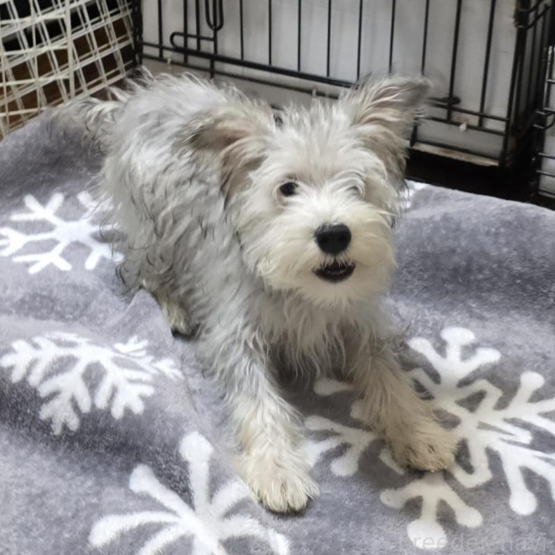 販売中の岡山県のミニチュアシュナウザー-394060の2枚目