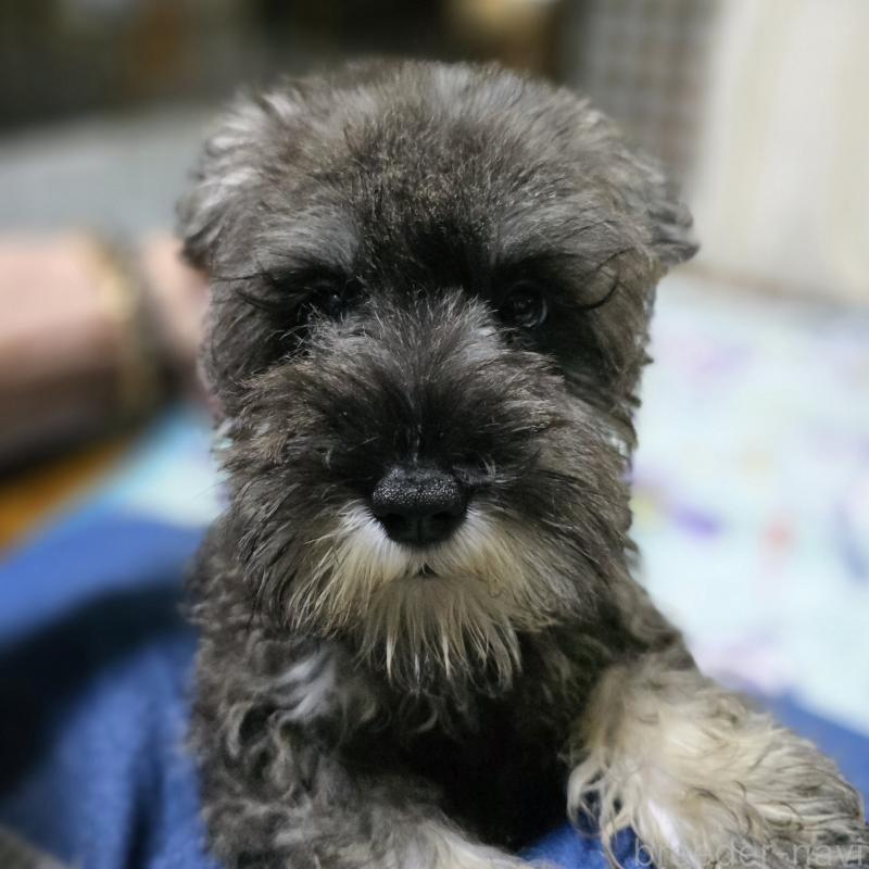 販売中の岡山県のミニチュアシュナウザー-406802