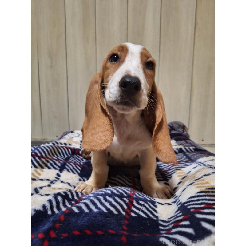 販売中の神奈川県のミックス犬-412991の12枚目