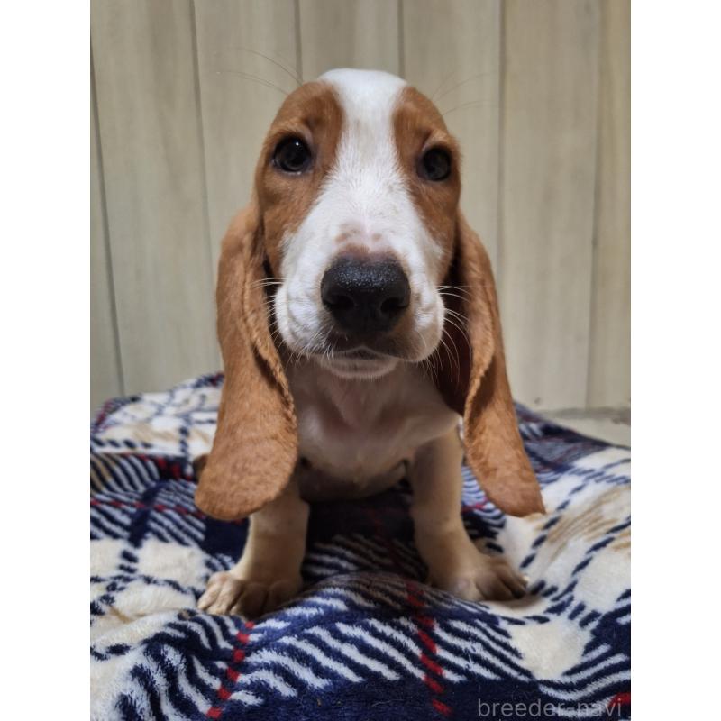 販売中の神奈川県のミックス犬-412991の11枚目