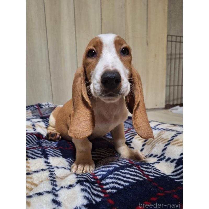 販売中の神奈川県のミックス犬-412991の10枚目