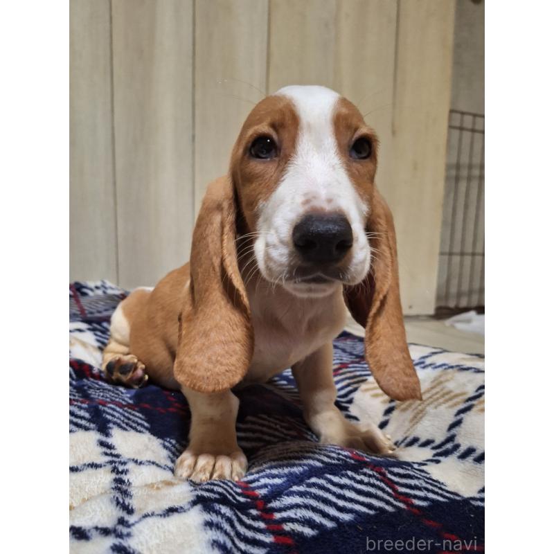 販売中の神奈川県のミックス犬-412991の9枚目