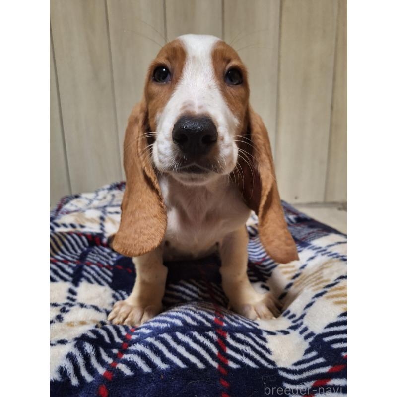 販売中の神奈川県のミックス犬-412991の8枚目