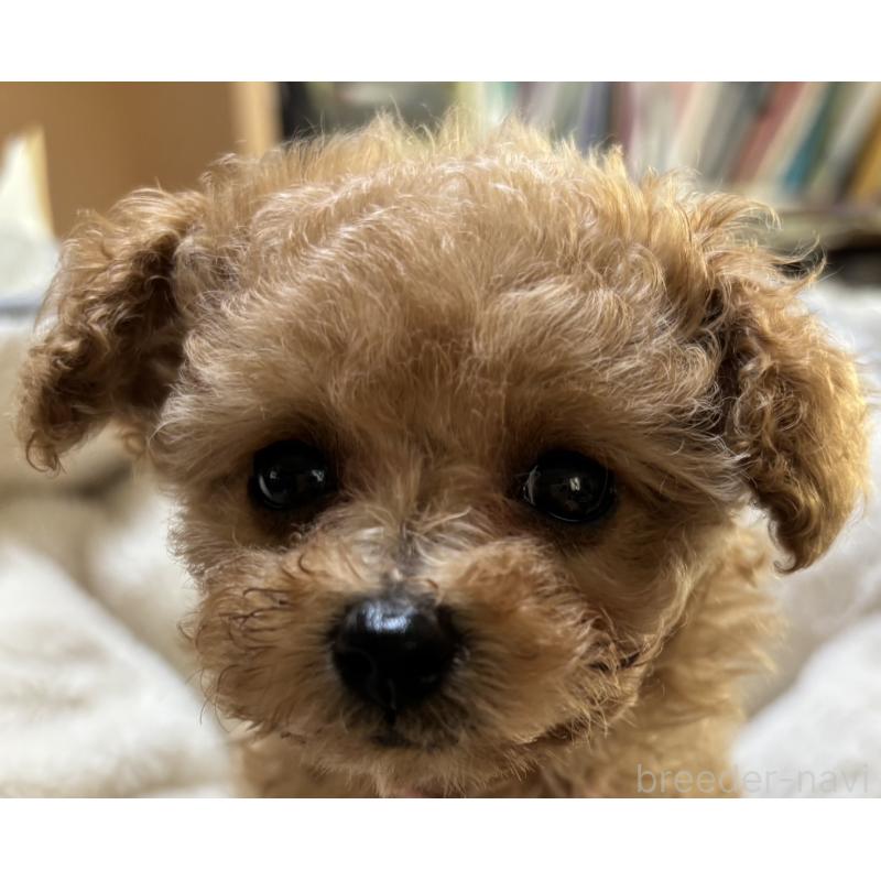 販売中の香川県のタイニープードル-424922の5枚目