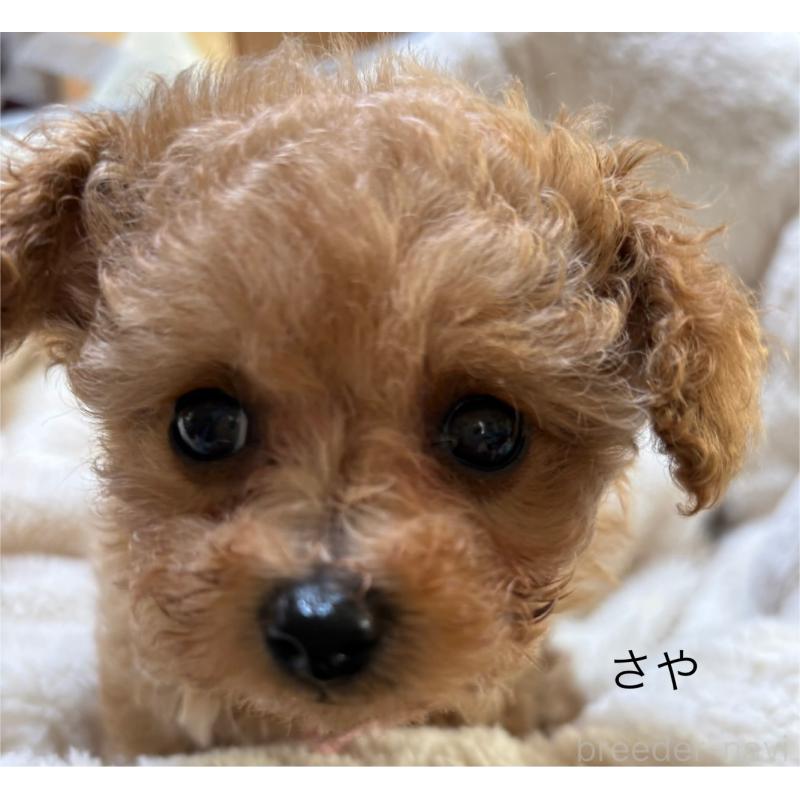 販売中の香川県のタイニープードル-424922の4枚目