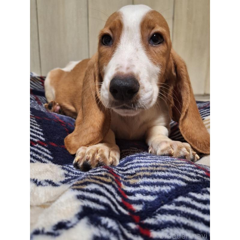 販売中の神奈川県のミックス犬-412991の7枚目