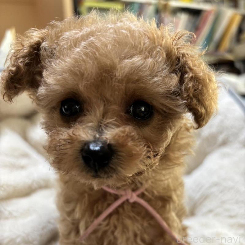 販売中の香川県のタイニープードル-424922