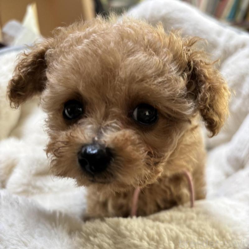 販売中の香川県のタイニープードル-424922の3枚目