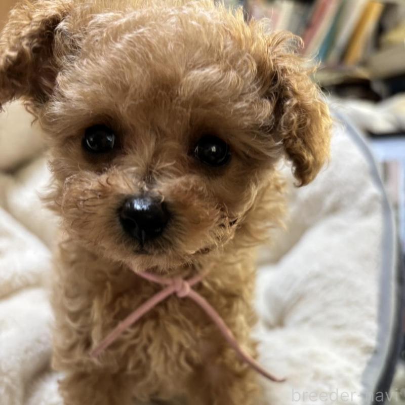 販売中の香川県のタイニープードル-424922の2枚目