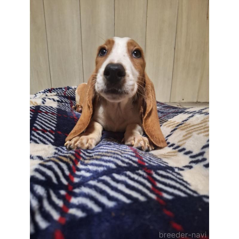 販売中の神奈川県のミックス犬-412991の6枚目