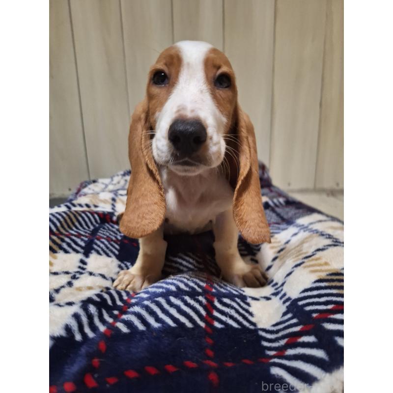 販売中の神奈川県のミックス犬-412991の5枚目