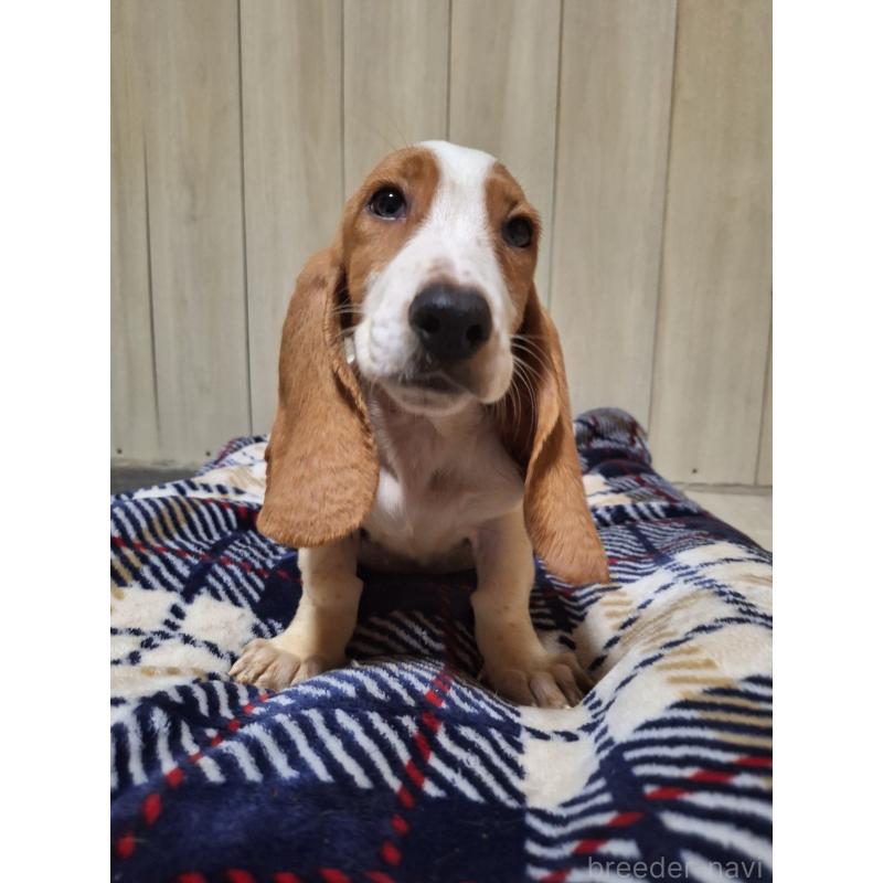 販売中の神奈川県のミックス犬-412991の4枚目