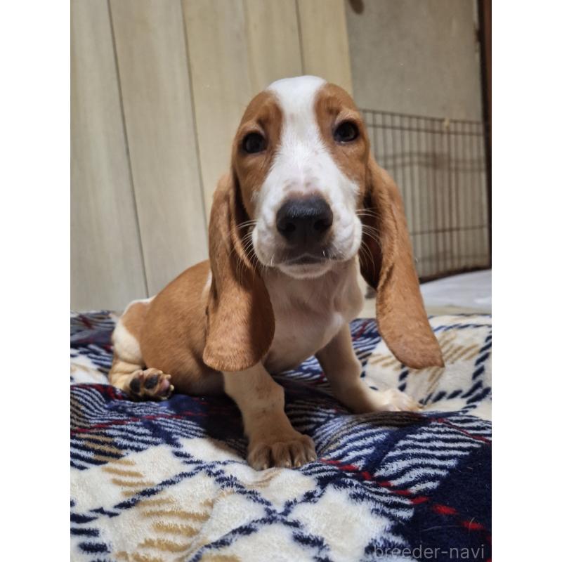 販売中の神奈川県のミックス犬-412991の3枚目