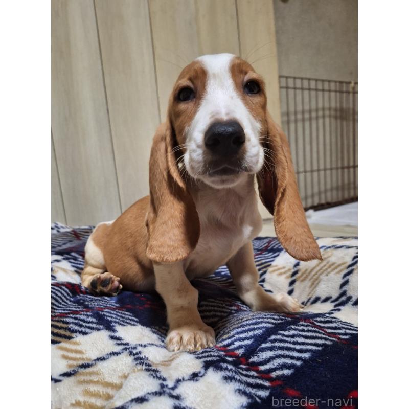 販売中の神奈川県のミックス犬-412991の2枚目