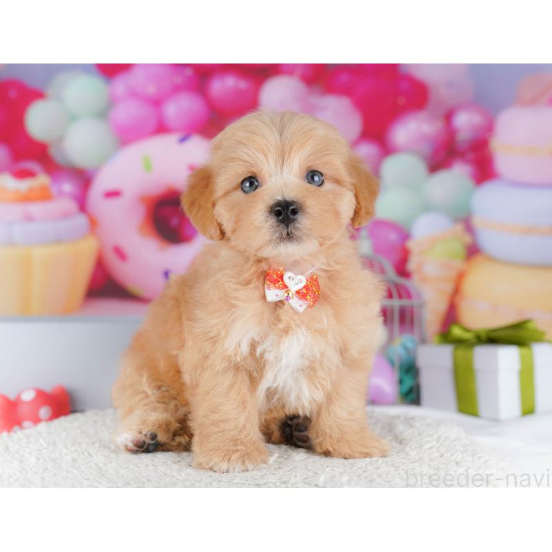 販売中の東京都のマルプー:マルチーズ×トイプードル-424924