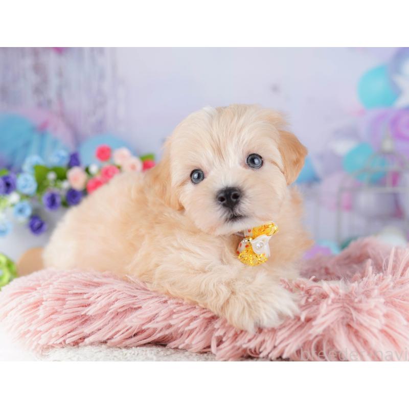 販売中の東京都のマルプー:マルチーズ×トイプードル-424925