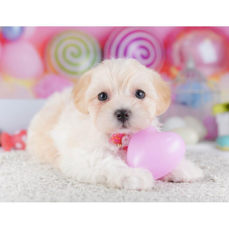 販売中の東京都のマルプー:マルチーズ×トイプードル-424926