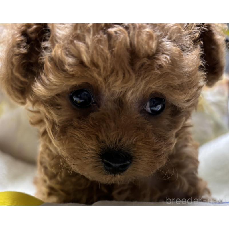 販売中の香川県のタイニープードル-424927