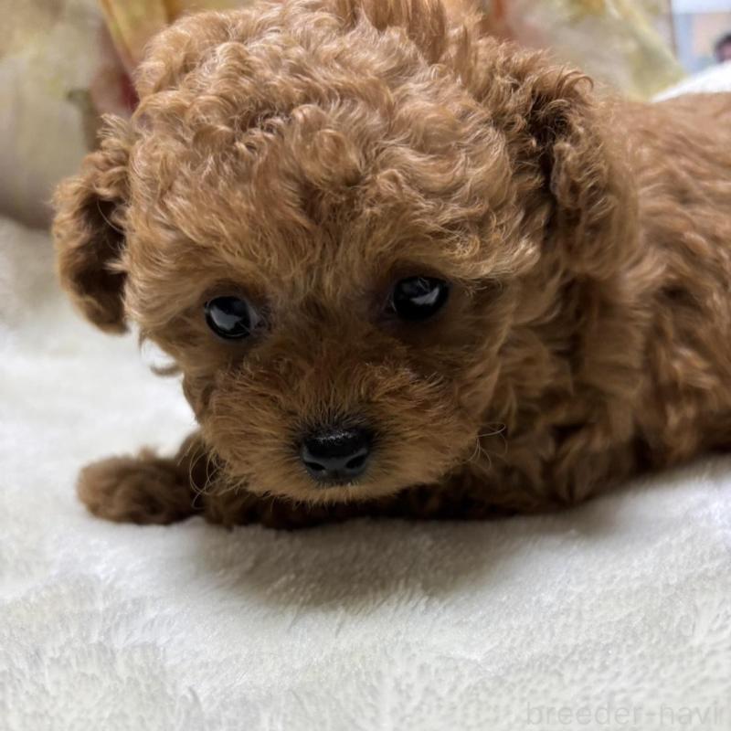 販売中の香川県のタイニープードル-424927の8枚目