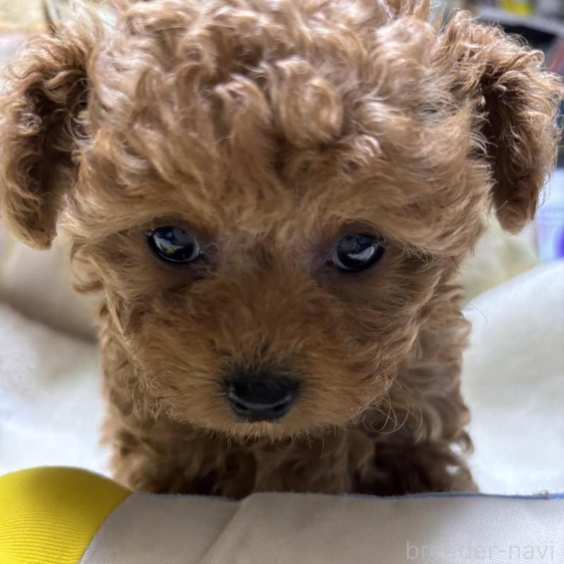 販売中の香川県のタイニープードル-424927の7枚目