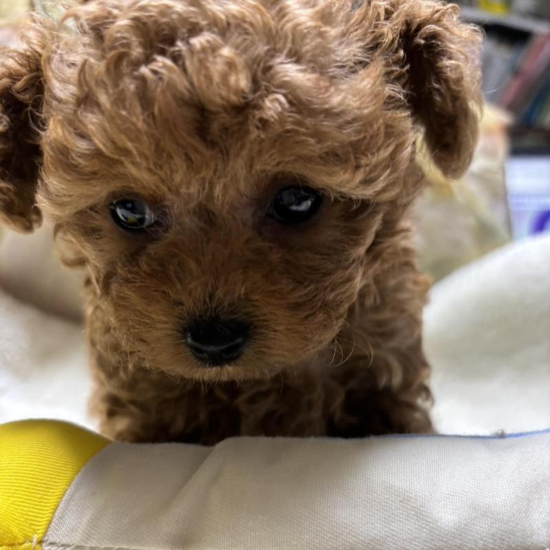 販売中の香川県のタイニープードル-424927の6枚目