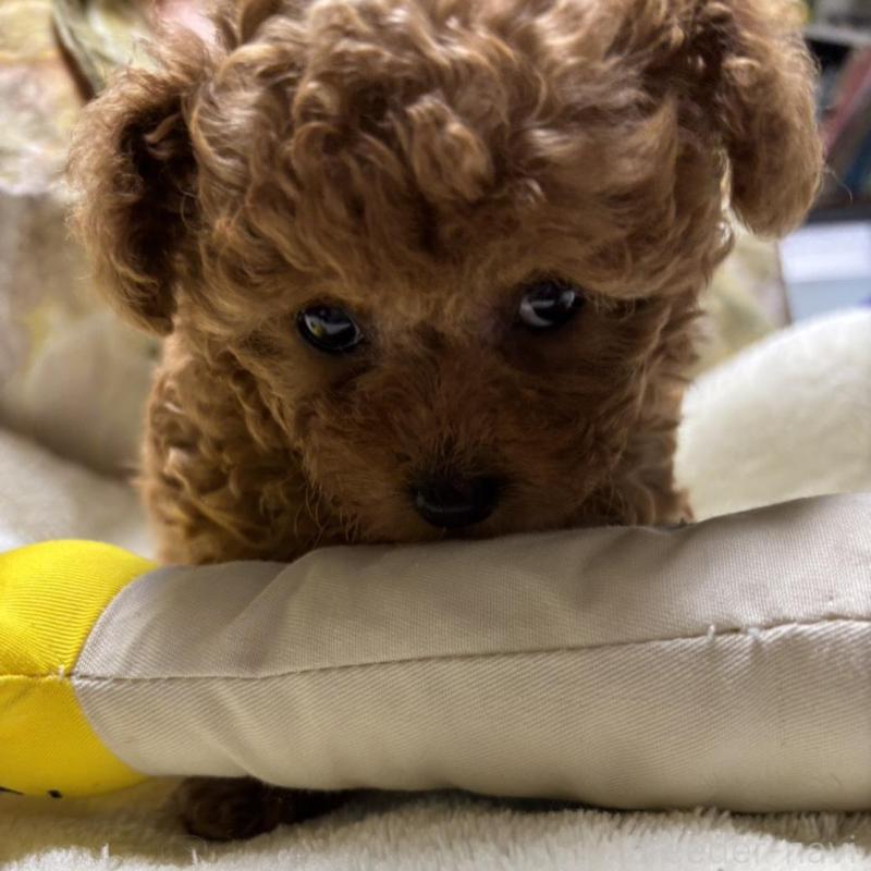 販売中の香川県のタイニープードル-424927の5枚目