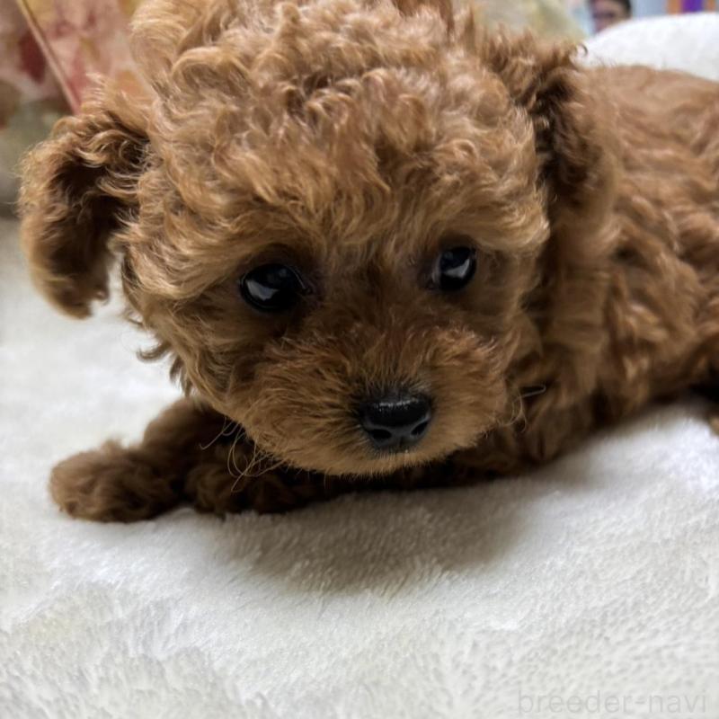 販売中の香川県のタイニープードル-424927の4枚目