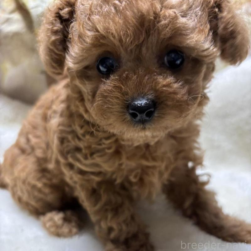 販売中の香川県のタイニープードル-424927の3枚目