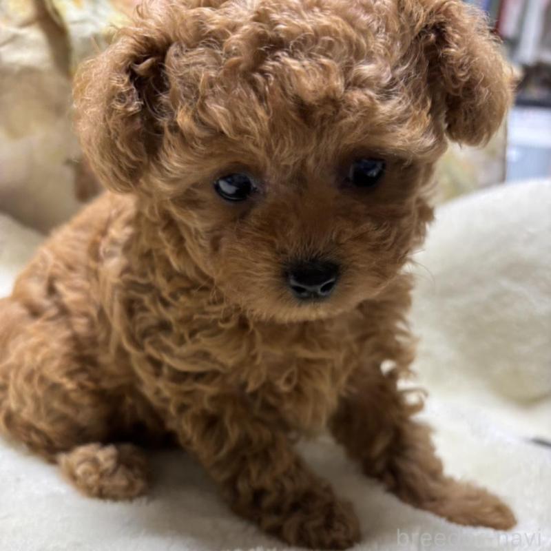 販売中の香川県のタイニープードル-424927の2枚目