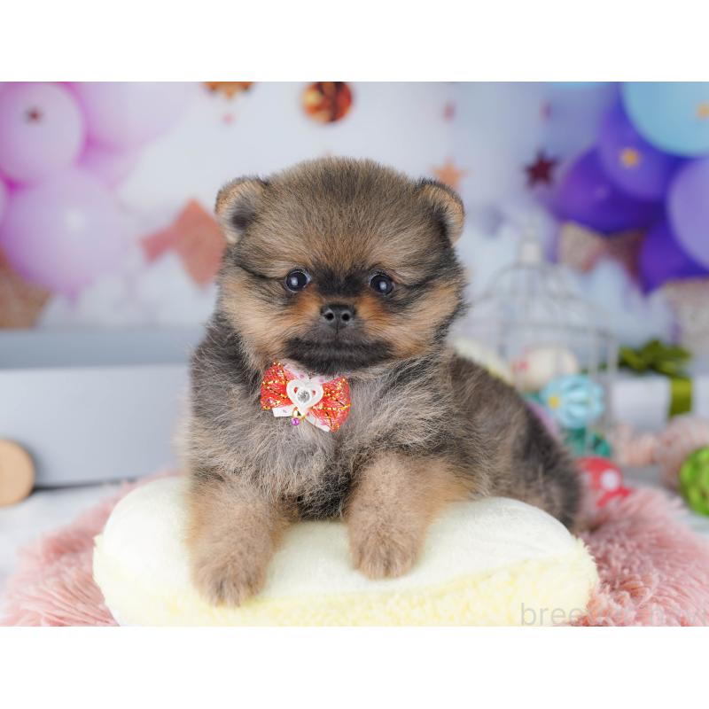 販売中の東京都のポメラニアン-424928の3枚目