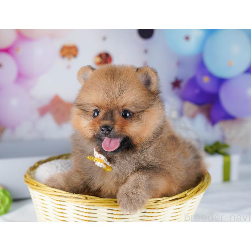 販売中の東京都のポメラニアン-424929