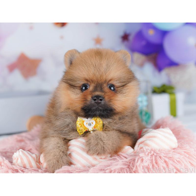 販売中の東京都のポメラニアン-424929の7枚目