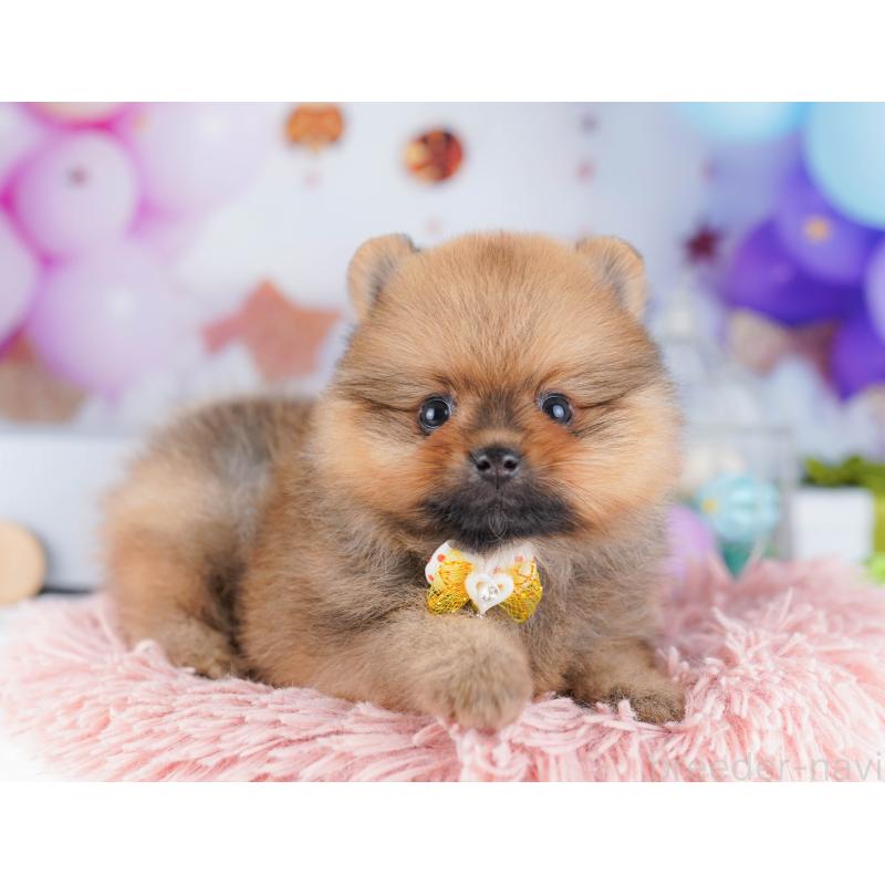 販売中の東京都のポメラニアン-424929の6枚目