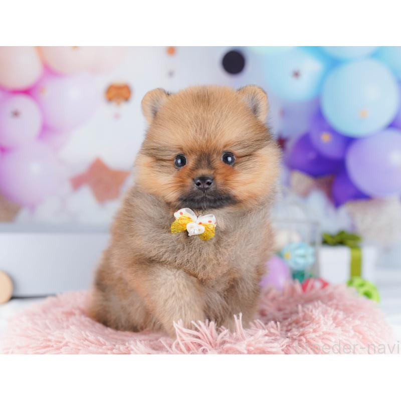 販売中の東京都のポメラニアン-424929の5枚目