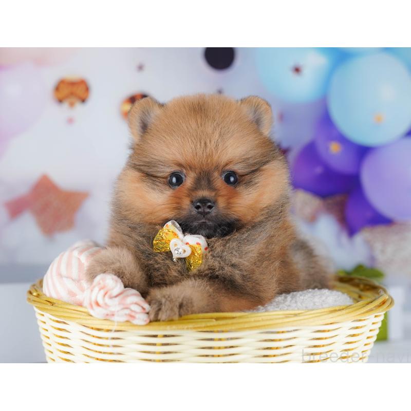 販売中の東京都のポメラニアン-424929の4枚目