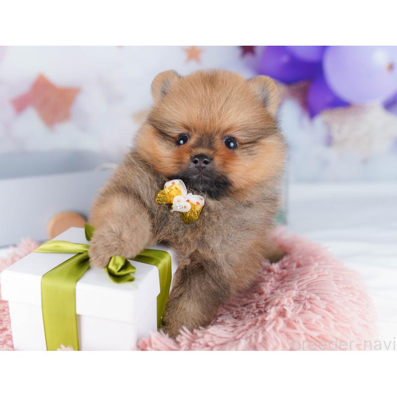 販売中の東京都のポメラニアン-424929の3枚目