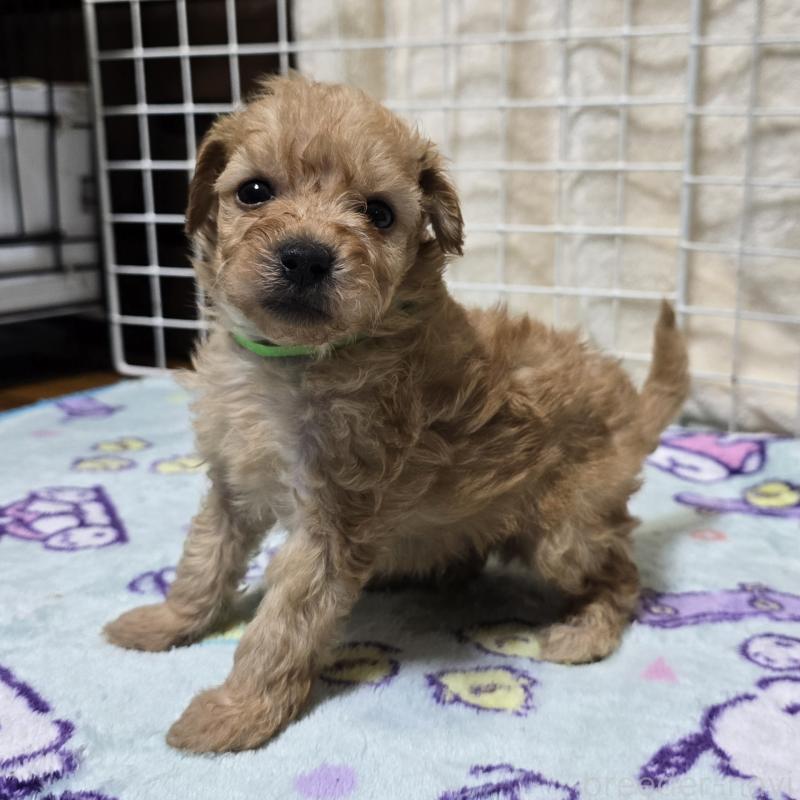 成約済の岡山県のトイプードル-422175の14枚目