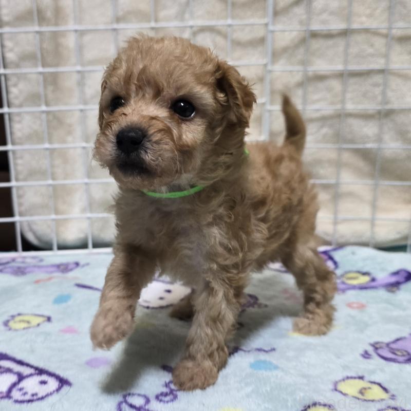 成約済の岡山県のトイプードル-422175の13枚目