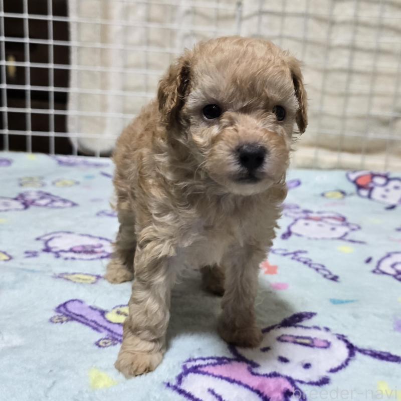 販売中の岡山県のトイプードル-422177の16枚目